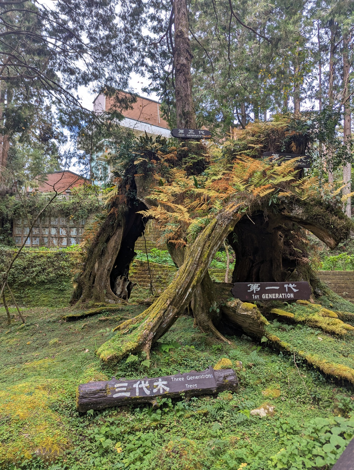 Alishan's cypress trees often grow a new tree on the stump of an old tree; here a third tree has grown on the stump of the second tree