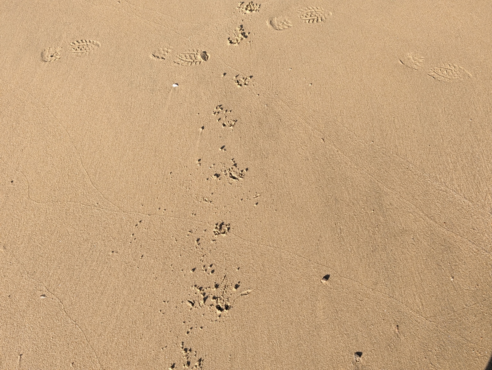 Little blue penguin tracks (I think)
