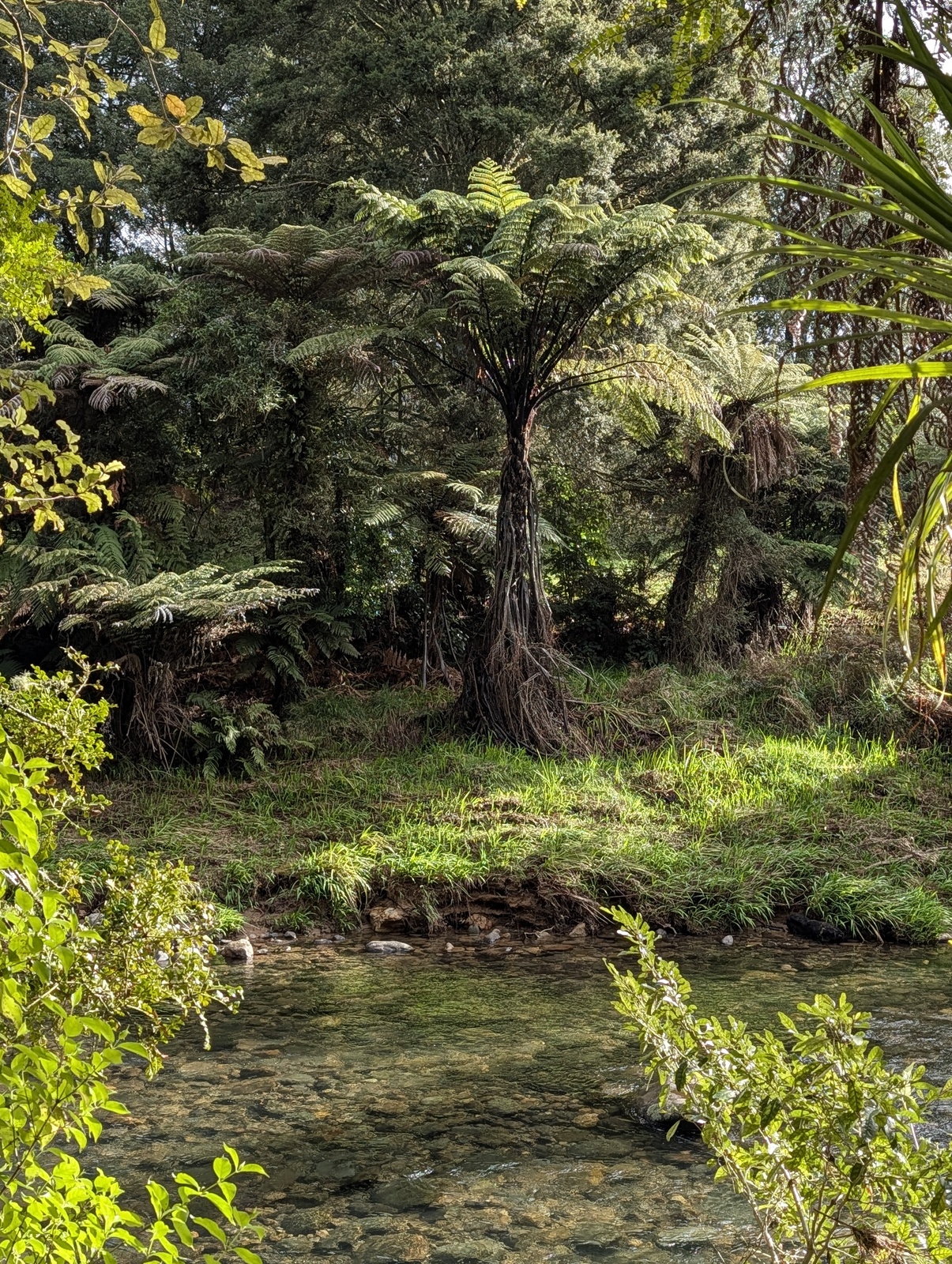 The Waitawheta River at Dickey Flat flows smooth and clear