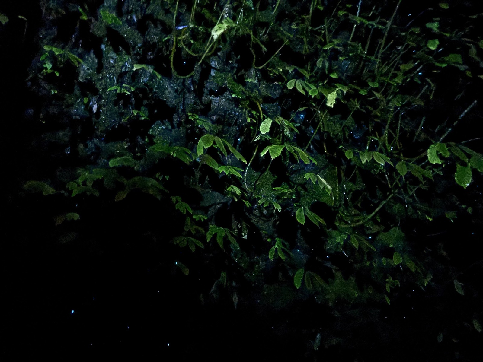 Glow-worms in the mossy bank at the back of Waitwheta Hut