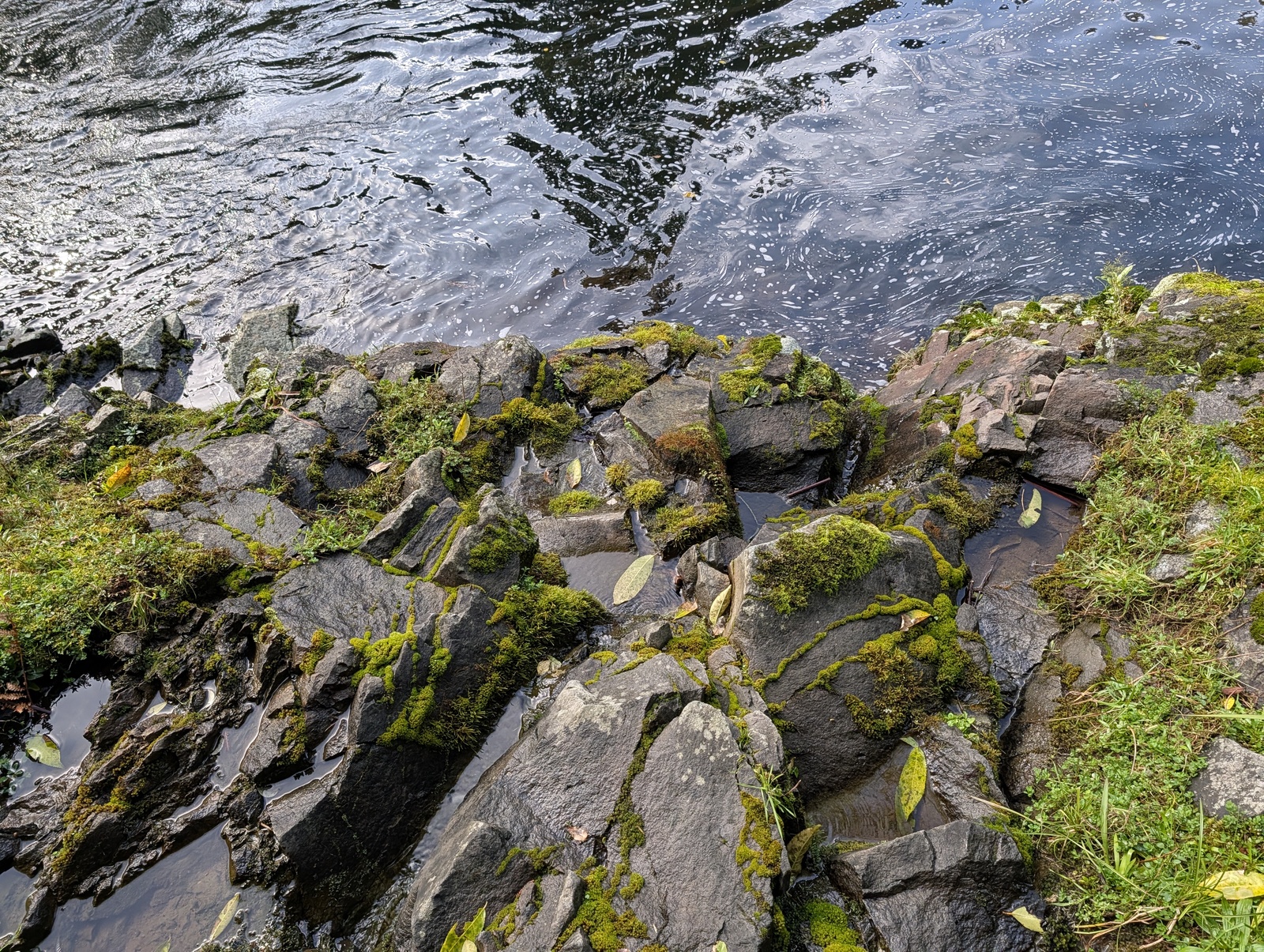 Rocks, cracks and moss on the bank of the Waitawheta River