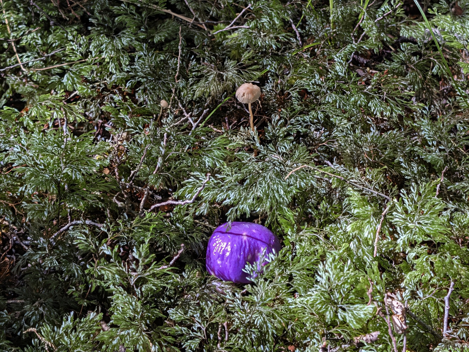 Purple pouch fungus seen on the track to Taipo Hut