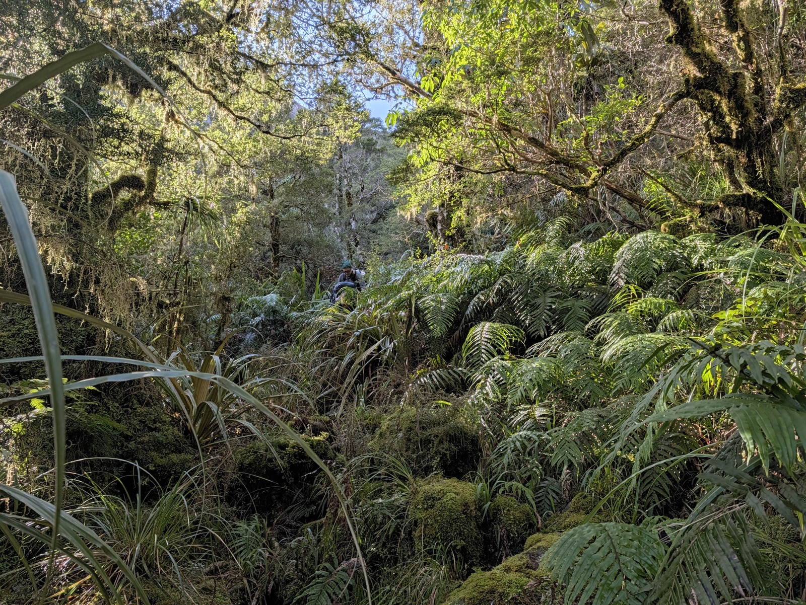 Typical section of the descent from Little Wanganui Saddle; can you see the track, or at least the orange blaze?