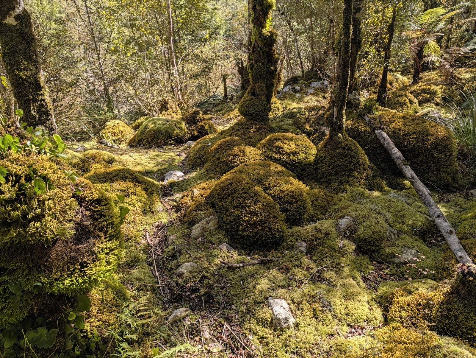 A beautiful garden of mossy domes as we got closer to Belltown Manunui Hut ... this would have been a fun place to bed down for the night if we had failed to reach the hut in time