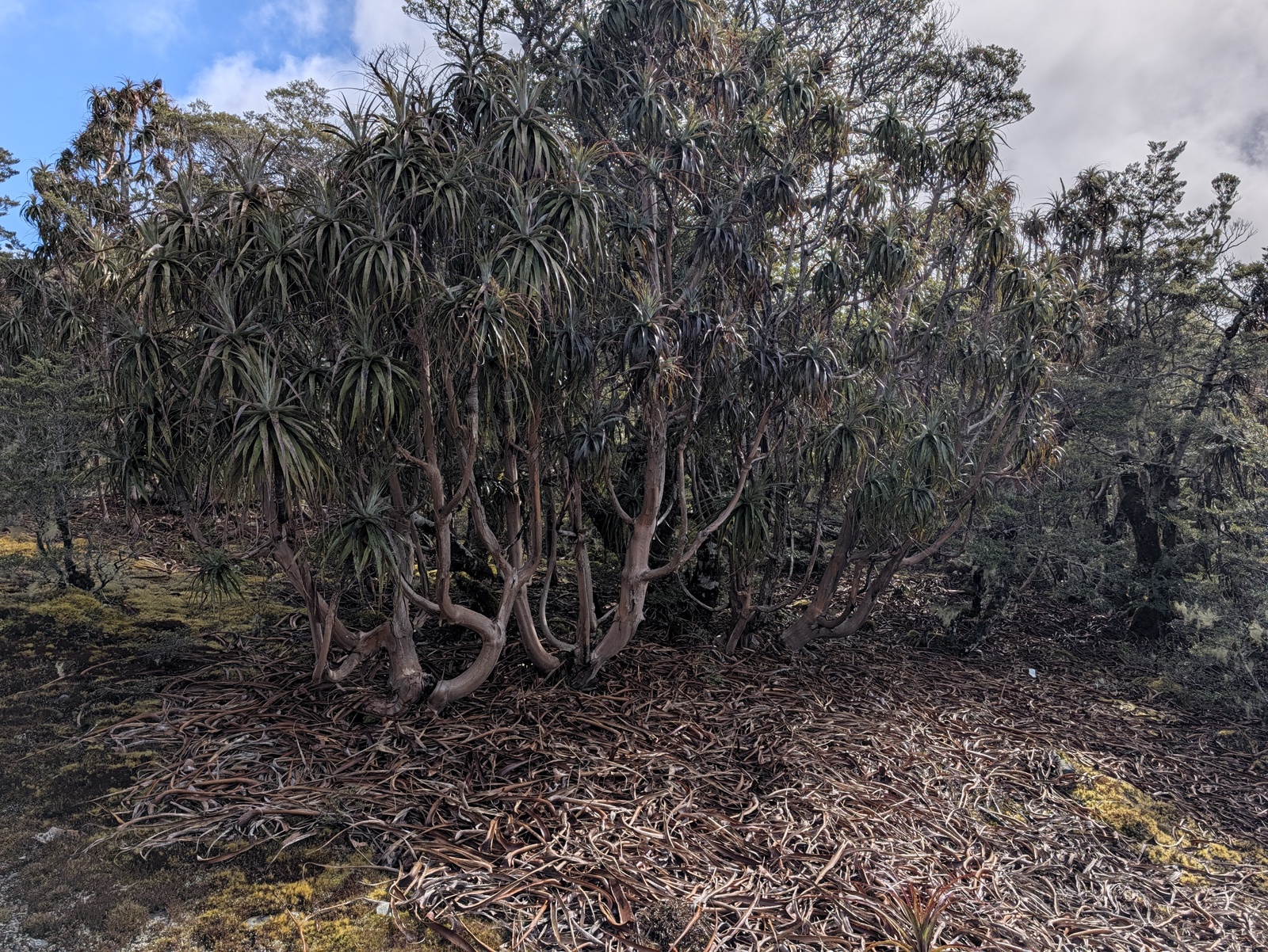 Mountain cabbage trees on the ascent to Biggs Tops
