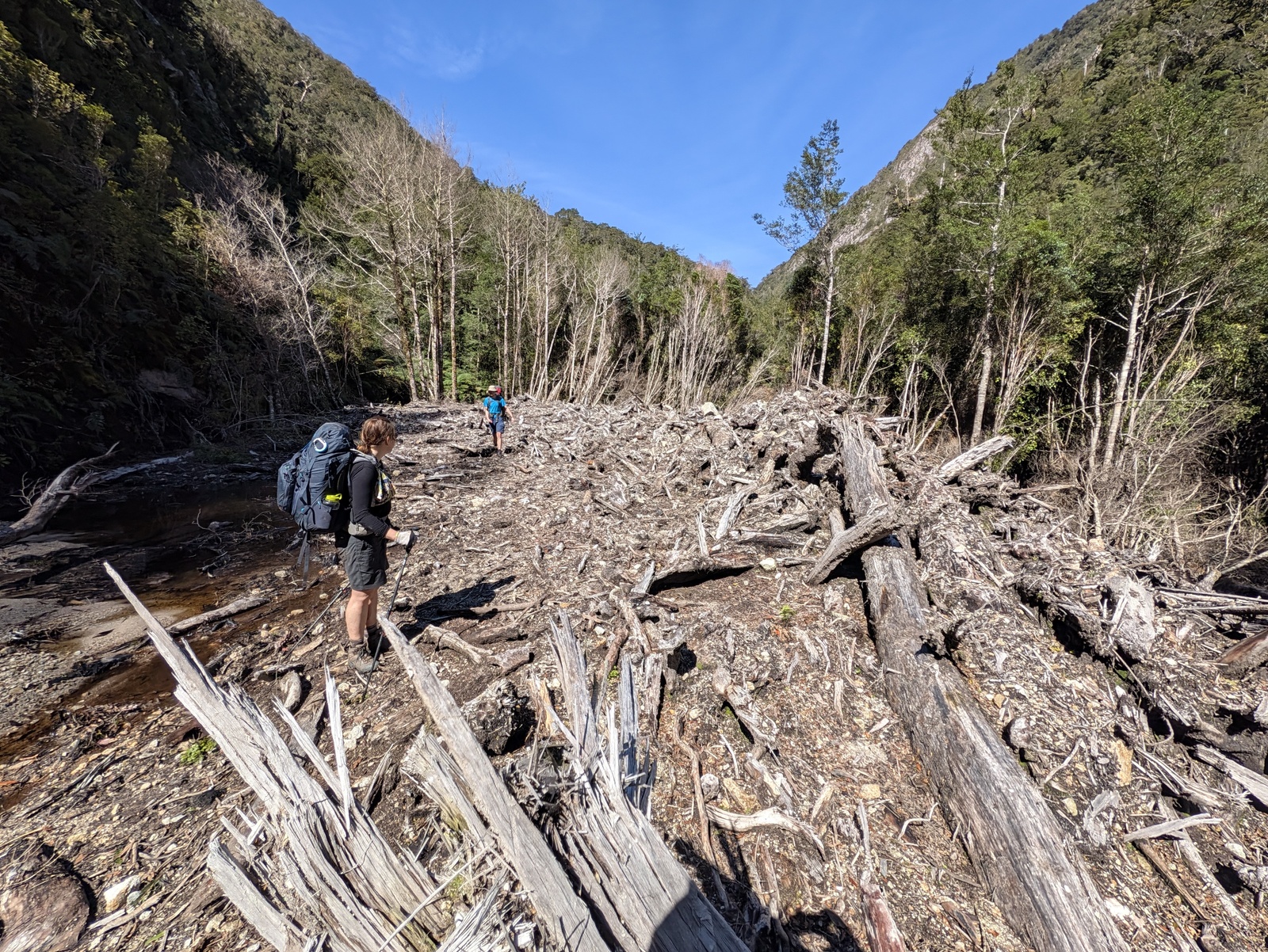 Extreme destruction of trees due to a big slip along the Little Wanganui River
