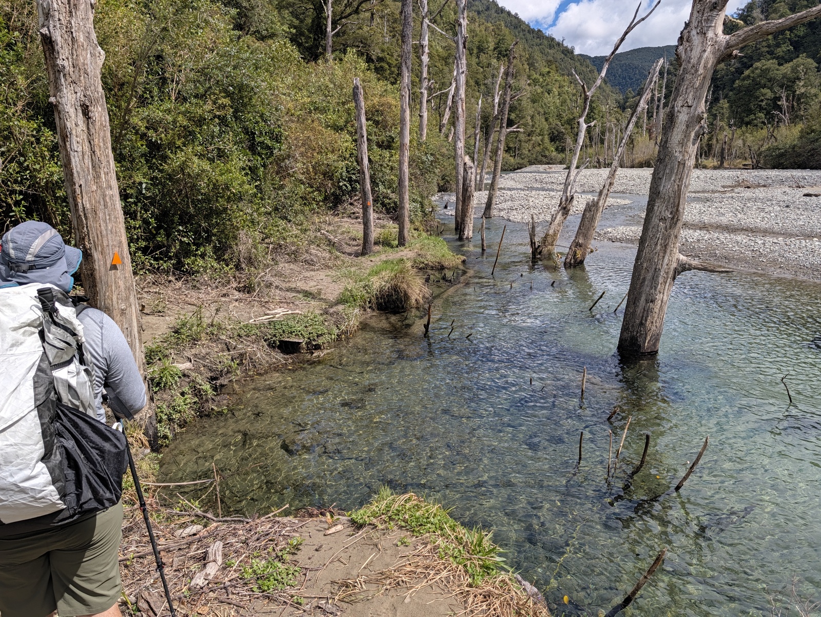 Drowned trees in a stream bed on the track to Kings Creek Hut ... seems like the river may have rerouted here due to earthquake or storm damage