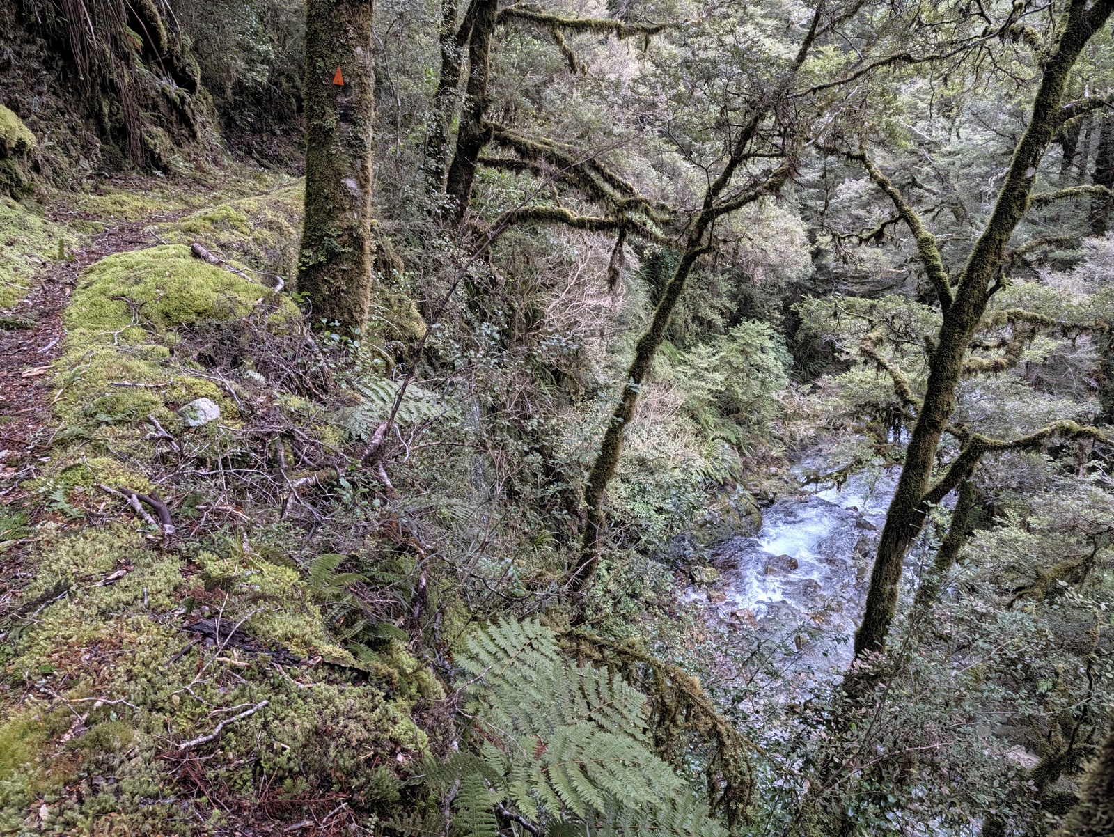 Typical track on the way to Stone Hut --- well formed and marked but narrow