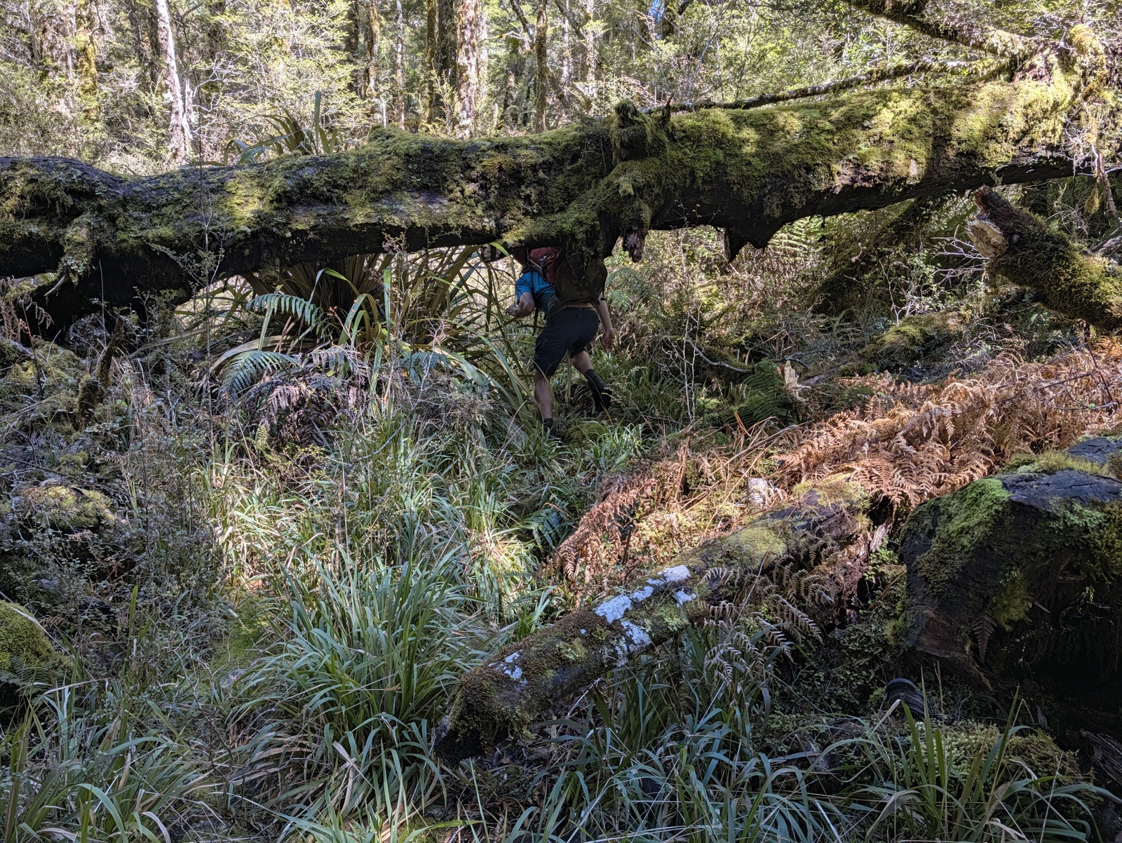 One of the easier treefalls we encountered that we had to navigate over, under or around