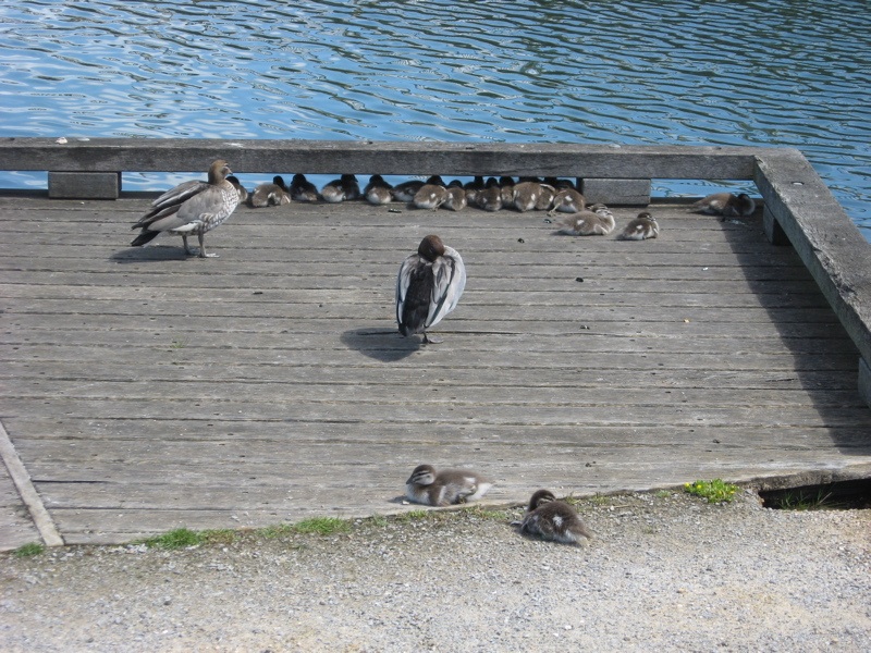 Ducklings at Anglesea