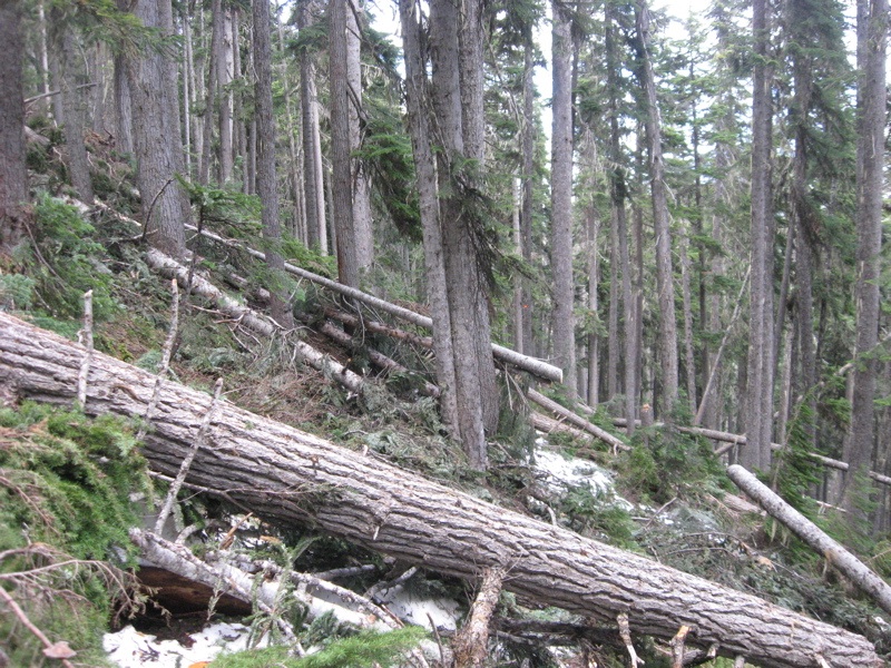 trees fallen across the path up to Singing Pass