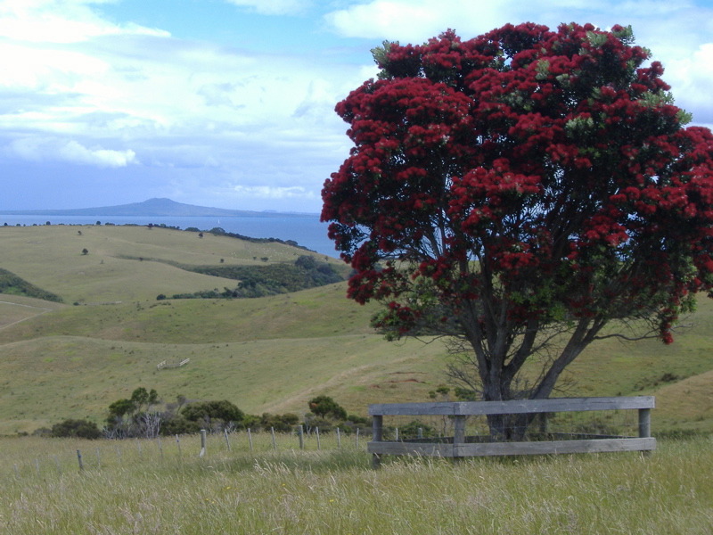 Pohutukawa